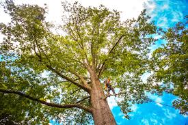 How Our Tree Care Process Works  in  Somerset, KY