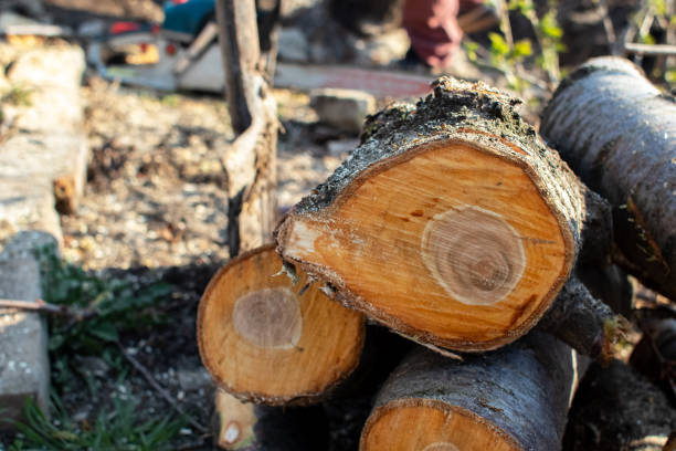 Best Tree Removal  in Somerset, KY